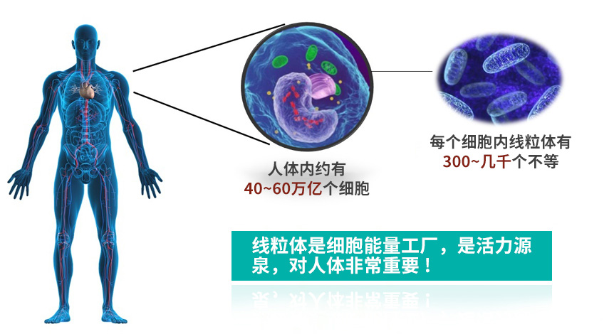 让身体重回年轻  PQQ 从细粒体入手